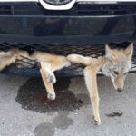 赏金国际pg的用户群体及其消费行为分析 3il9f