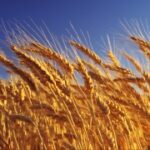 揭秘赏金国际:如何提高你的猎人技能与效率 uf5ovg8a